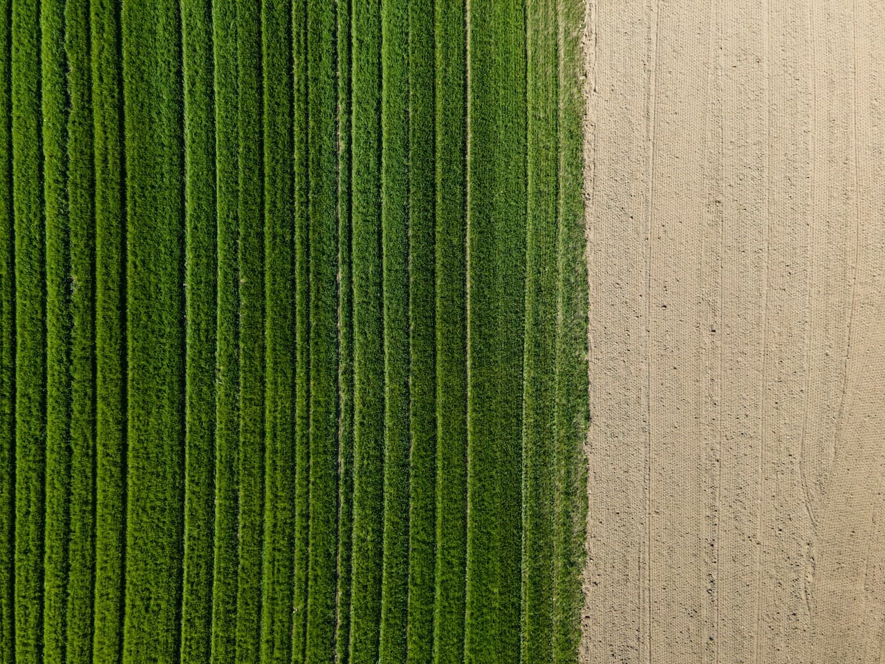 Ripple Impact Pilot Transforming Agricultural Finance on the XRP Ledger